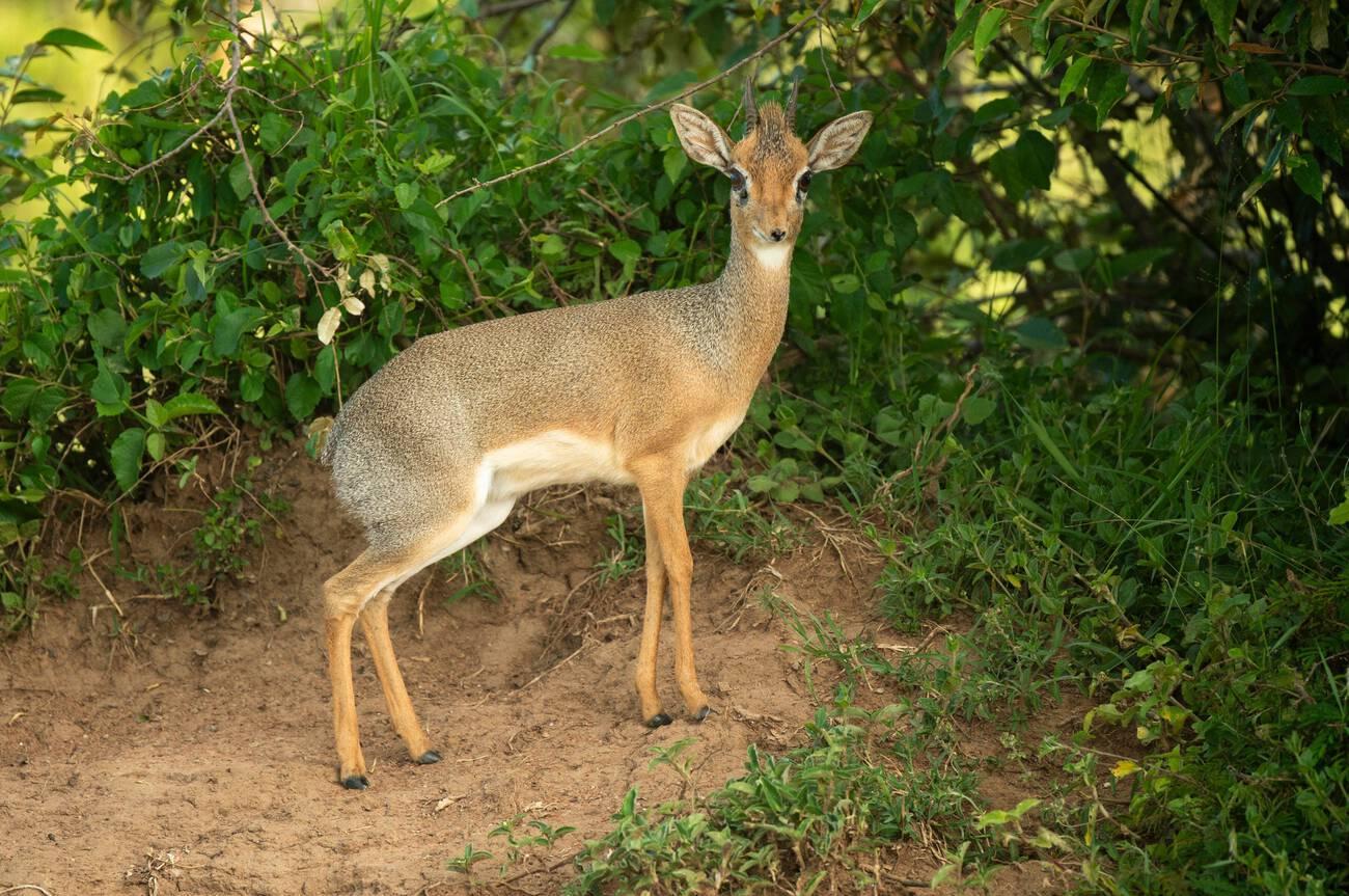 best kenya safri (5)