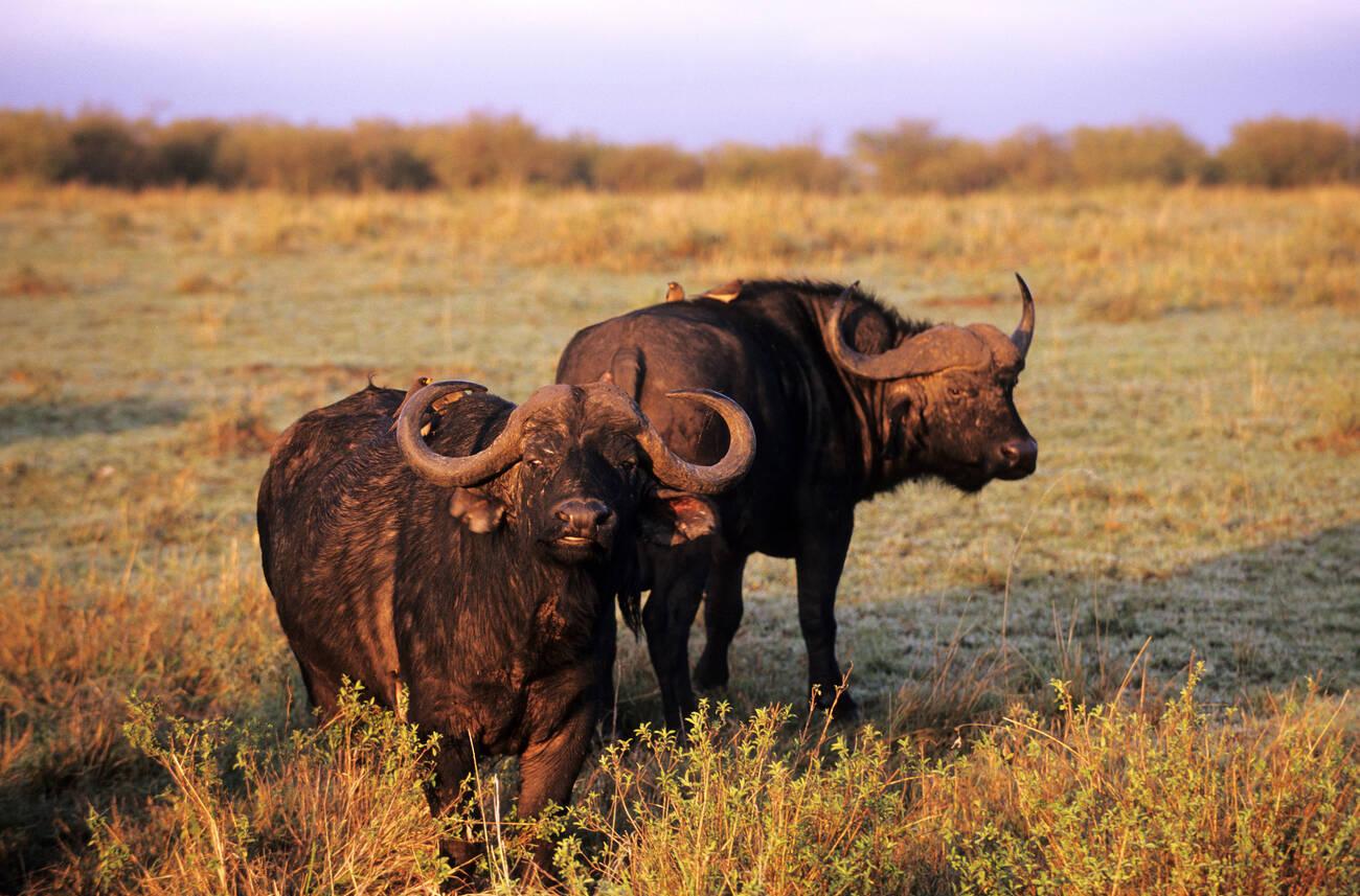 buffalo (3)