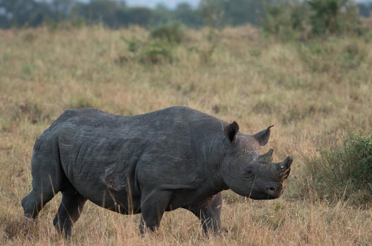 kenya big five (1)