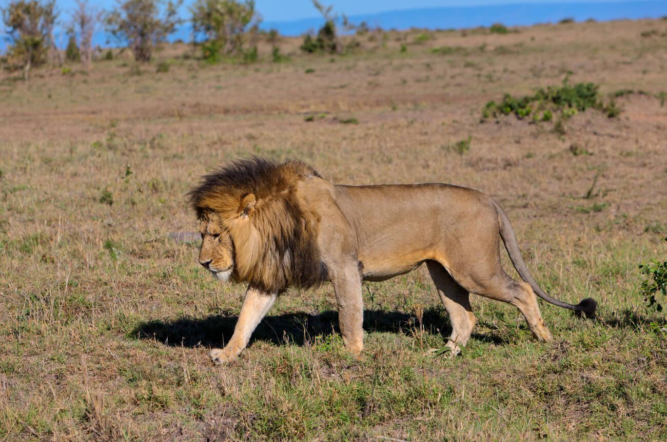 kenya big five (2)