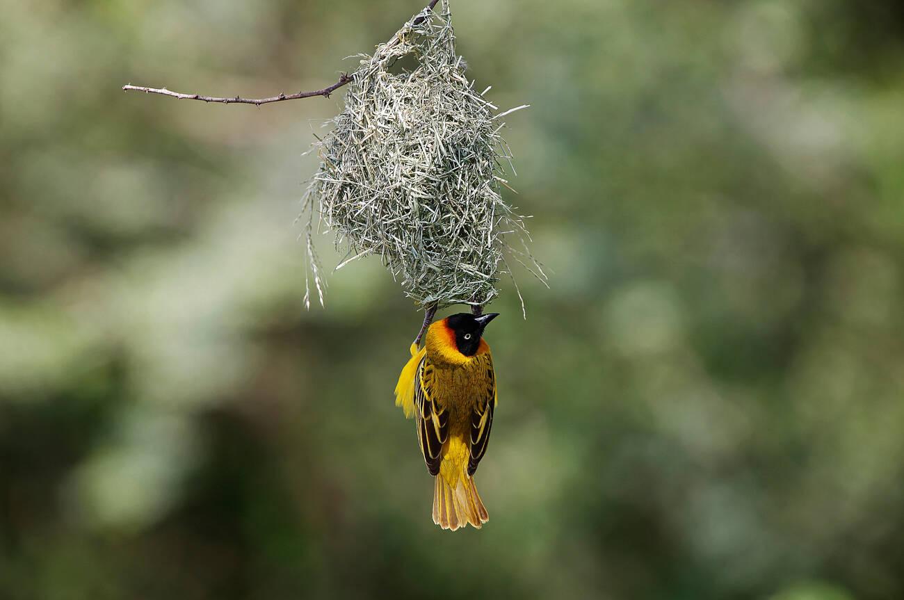 nest