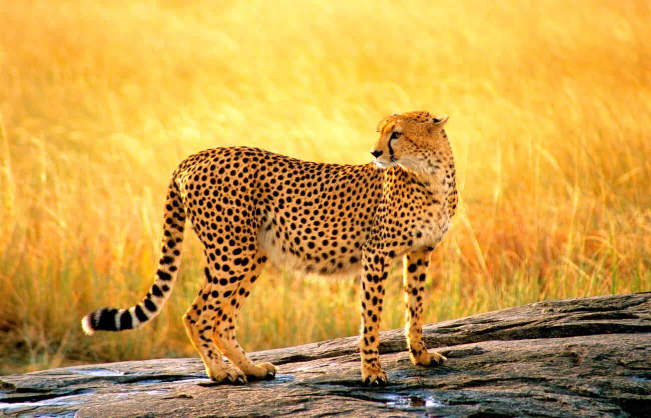 safari masai mara (4)