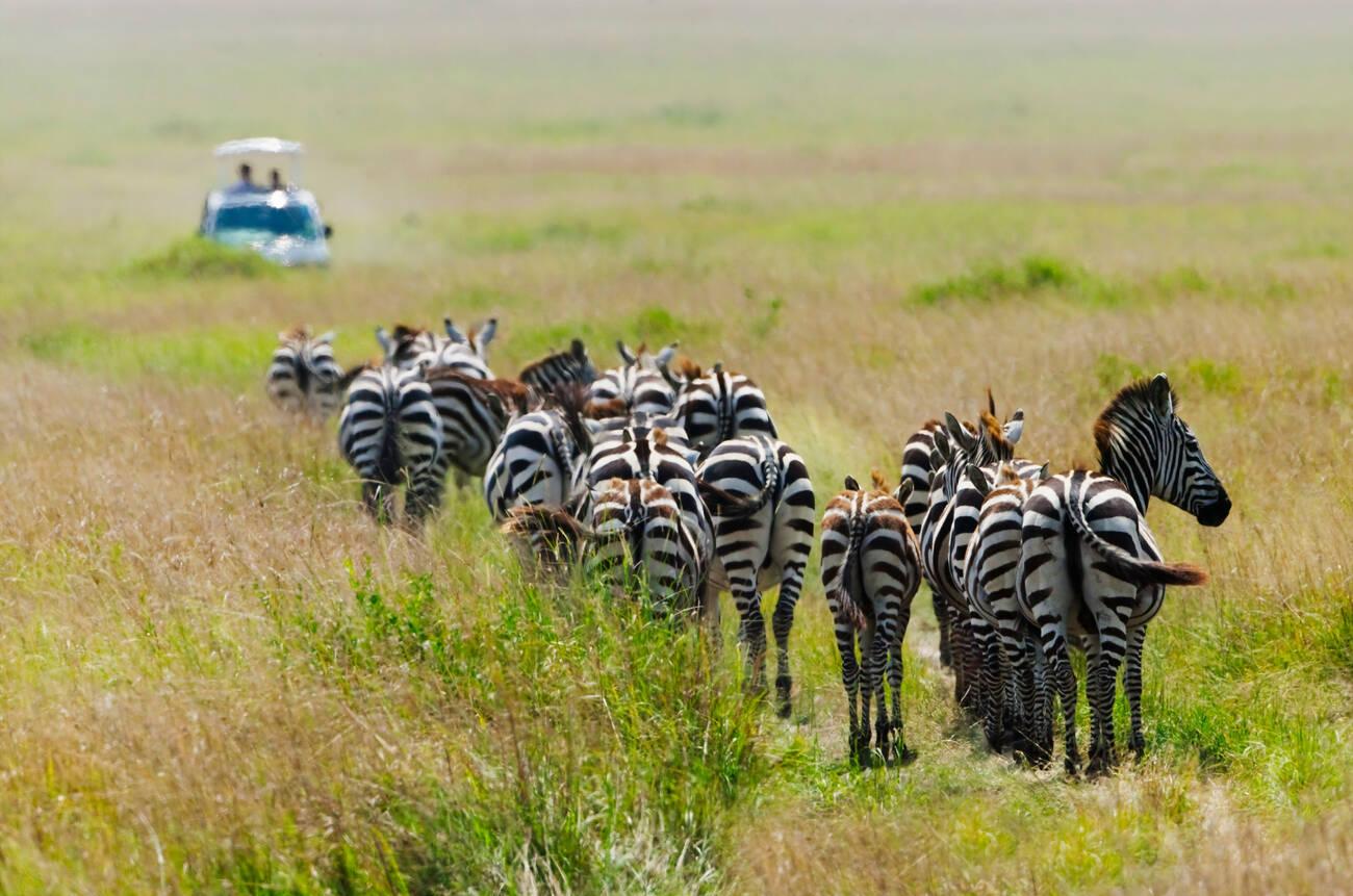 safari masai mara (6)