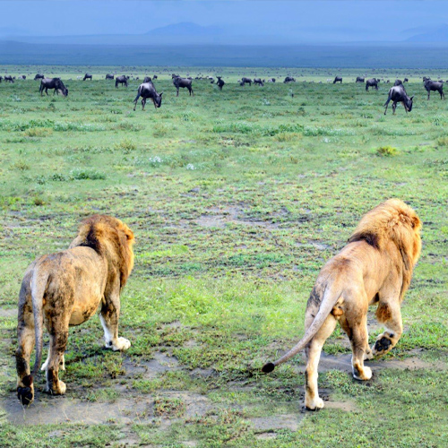 safari10.jpg