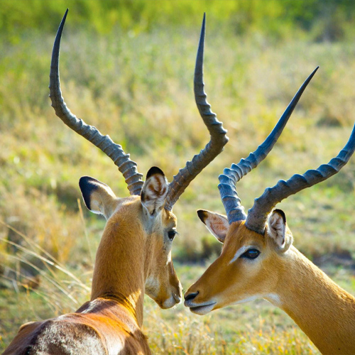 safari12.jpg