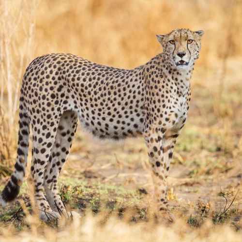 safari9.jpg