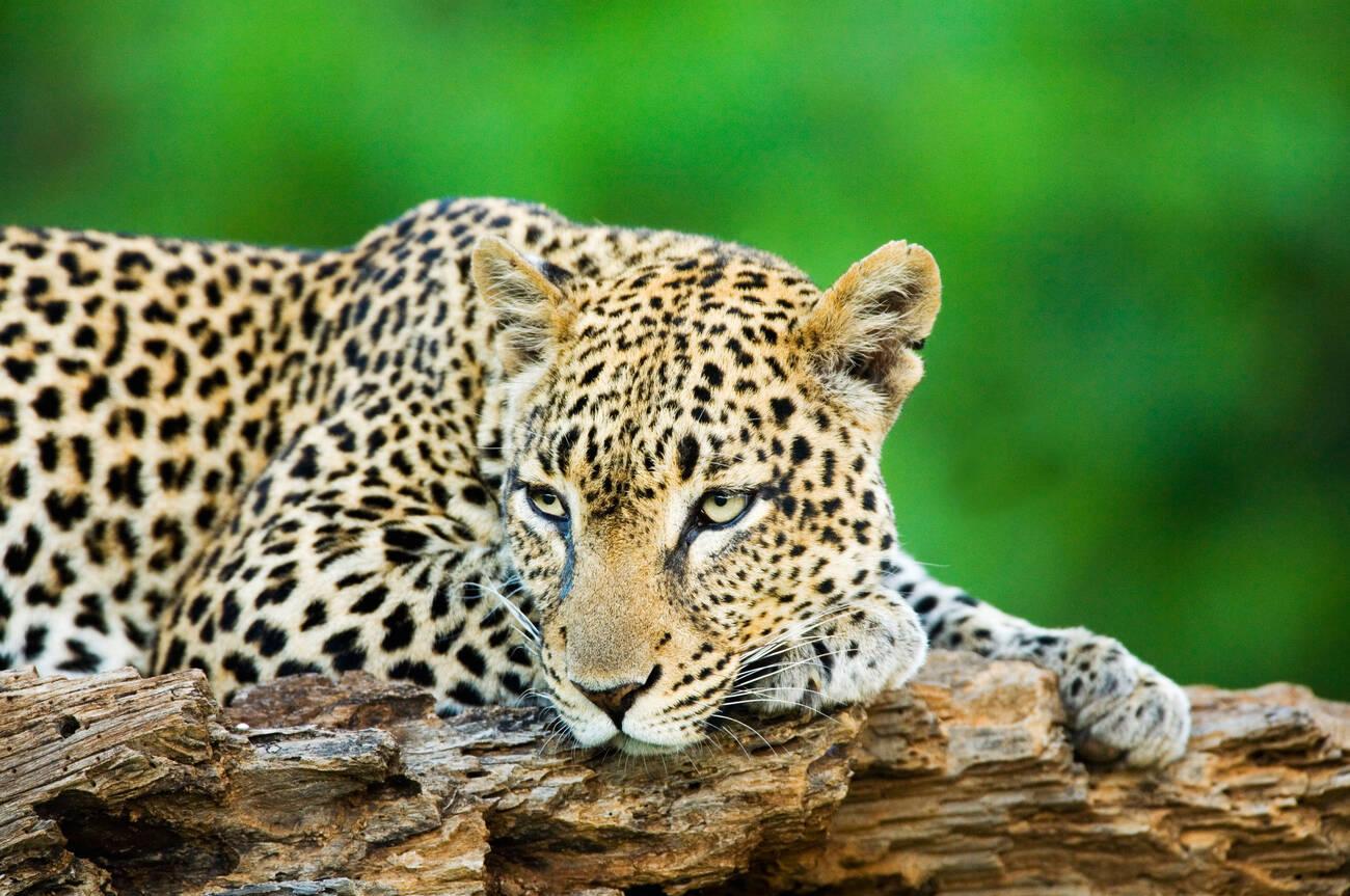 samburu3